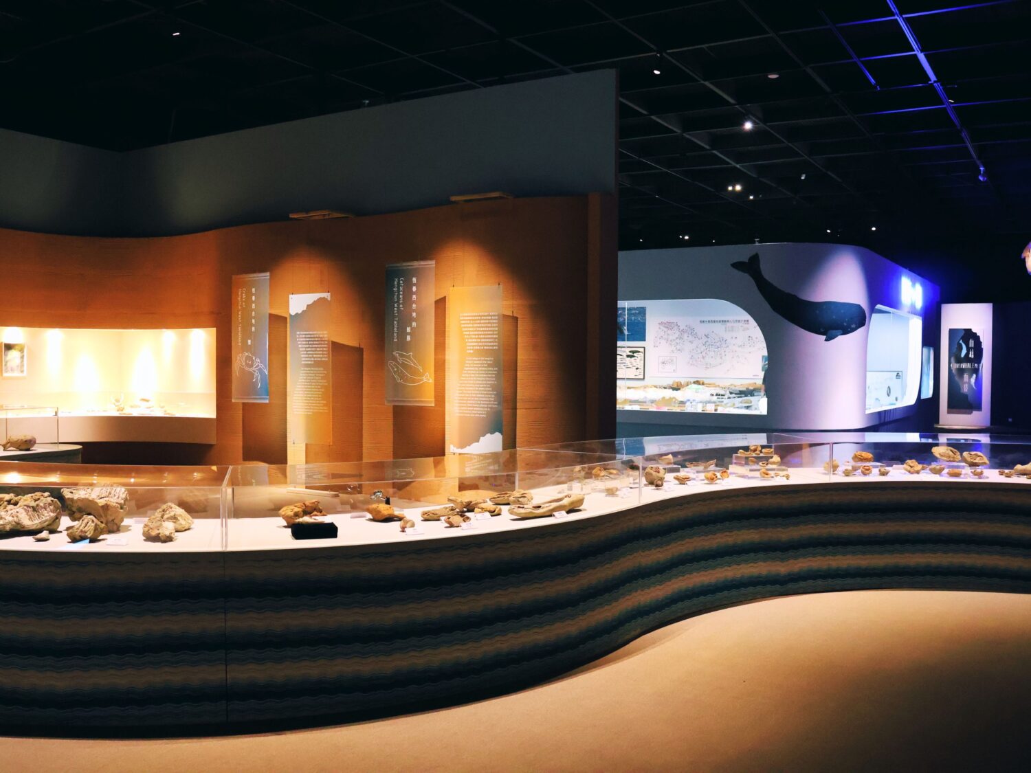 科博館《鯨掘》揭開臺灣鯨豚的萬年記憶- 是新聞網_yes新聞