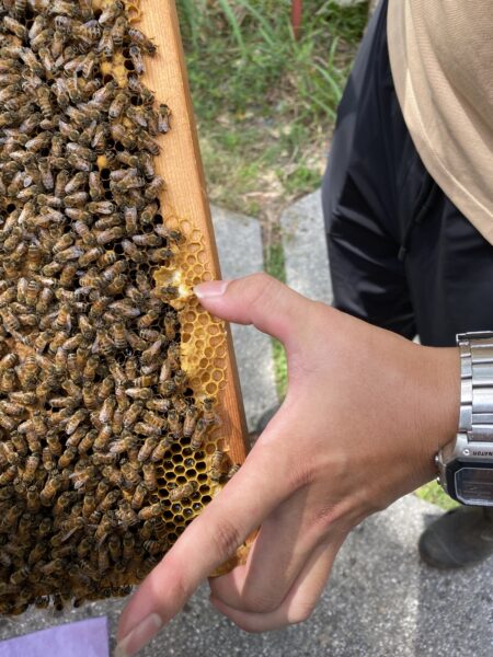 桃園親子/團體輕旅行首選　海洋、蜂蜜、蓮花、老屋一次滿足！ - https://www.watchmedia01.com