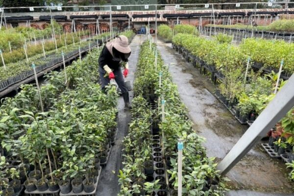 臺灣野生山茶 獨有特色大揭密 - https://www.watchmedia01.com