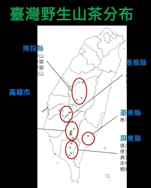 臺灣野生山茶 獨有特色大揭密 - https://www.watchmedia01.com