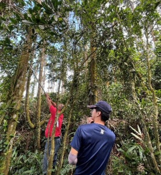 臺灣野生山茶 獨有特色大揭密 - https://www.watchmedia01.com