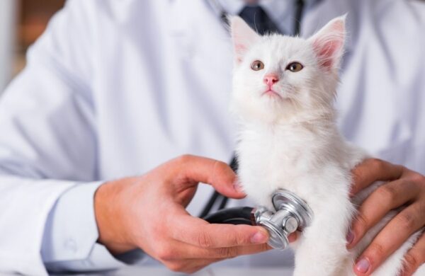 星寵控股股份有限公司攜手華南銀行佈局 寵物信託市場 - https://www.watchmedia01.com